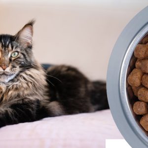 Best Cat Food For Maine Coon Cat