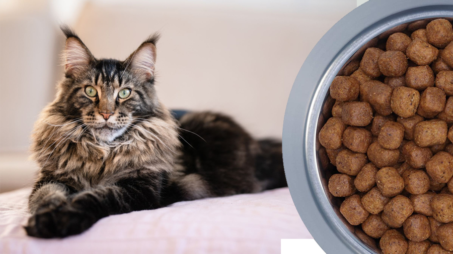 Best Cat Food For Maine Coon Cat