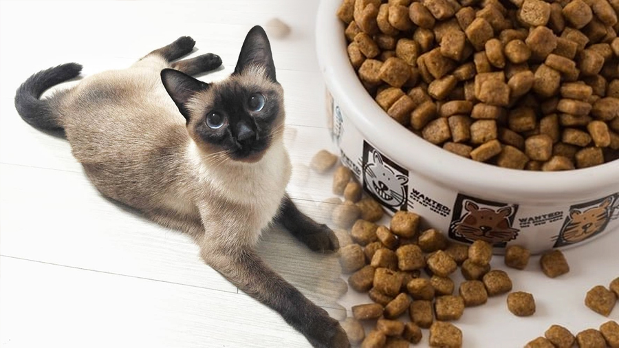 Best Food for The Siamese Cat